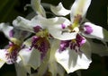 Orchid flower in tropical garden close up.Floral background. Royalty Free Stock Photo