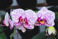 Orchid flower in tropical garden. Phalaenopsis Orchid flower.Floral background.