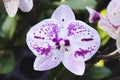 Orchid flower in tropical garden. Phalaenopsis Orchid flower.Floral background.