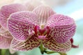 Orchid flower in tropical garden.Phalaenopsis growing on Tenerife,Canary Islands.Orchids.Floral Royalty Free Stock Photo