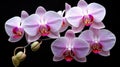 Orchid flower in tropical garden. Phalaenopsis growing on Tenerife,Canary Islands. Orchids.Floral background Royalty Free Stock Photo