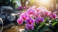 Orchid flower in tropical garden. Phalaenopsis growing on Tenerife,Canary Islands. Orchids.Floral background Royalty Free Stock Photo