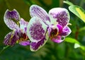 Orchid flower in tropical garden.Phalaenopsis Orchid flower growing on Tenerife,Canary Islands. Royalty Free Stock Photo