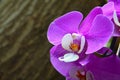 Orchid flower in tropical garden.Phalaenopsis Orchid flower growing on Tenerife,Canary Islands. Royalty Free Stock Photo