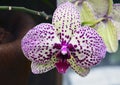 Orchid flower in tropical garden.Phalaenopsis Orchid flower growing on Tenerife,Canary Islands. Royalty Free Stock Photo