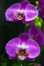 Orchid flower in tropical garden.Phalaenopsis Orchid flower growing on Tenerife,Canary Islands.Orchids. Royalty Free Stock Photo