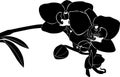 Orchid flower twig vector