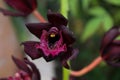 Dark red and black orchid flower close-up Royalty Free Stock Photo