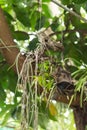 Orchid flower was hanged under the big tree Royalty Free Stock Photo