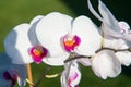 Orchid flower white on blue sky background Royalty Free Stock Photo