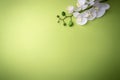 Orchid flower of a white twig, on a green background, place for text. Card for fashion, cosmetics or skin care. Contrast view from Royalty Free Stock Photo