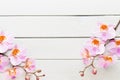 Orchid flower on the wooden pastel background. Spa and wellness scene Royalty Free Stock Photo