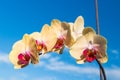 Orchid flower white on blue sky background Royalty Free Stock Photo