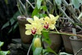 Orchid Flower. Yellow and red - purple Beautiful equatorial blossom plant