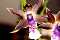 The orchid flower Royalty Free Stock Photo