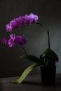 Orchid flowerorchid flower on the black background in soft light standing on table. Royalty Free Stock Photo