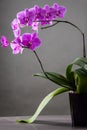 Orchid flowerorchid flower on the black background in soft light standing on table. Royalty Free Stock Photo