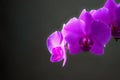 Orchid flowerorchid flower on the black background in soft light standing on table. Royalty Free Stock Photo