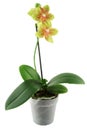 Orchid flowerpot Royalty Free Stock Photo