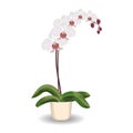 Orchid flowerpot on white background. Royalty Free Stock Photo