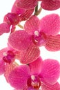 Orchid flowers