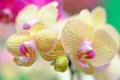 Orchid flowers