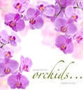 Orchid flowers