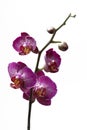 Orchid flowers