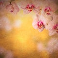 Orchid flowers background Royalty Free Stock Photo