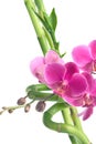 Orchid flowers and bamboo isolated on white Royalty Free Stock Photo