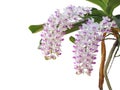 Orchid flowers are beautiful bouquets bloom on tree, white with purple dot of Rhynchostylis Gigantea Lindl. Ridl Royalty Free Stock Photo