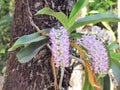 Orchid flowers are beautiful bouquets bloom on tree, white with purple dot of Rhynchostylis Gigantea Lindl. Ridl Royalty Free Stock Photo