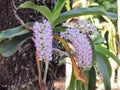 Orchid flowers are beautiful bouquets bloom on tree, white with purple dot of Rhynchostylis Gigantea Lindl. Ridl Royalty Free Stock Photo