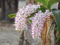 Orchid flowers are beautiful bouquets bloom on tree, white with purple dot of Rhynchostylis Gigantea Lindl. Ridl Royalty Free Stock Photo