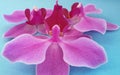 Orchid flowers over blue background. Beautiful blossom. over blue. Royalty Free Stock Photo