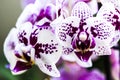 Orchid flowers