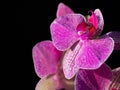 Orchid flowers on a black background. Purple pink flower Royalty Free Stock Photo