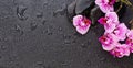 Orchid flowers and black wet zen stones on background, top view flat lay Royalty Free Stock Photo