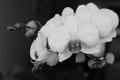 Orchid flowers black and white background Royalty Free Stock Photo