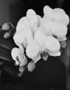 Orchid flowers black and white background Royalty Free Stock Photo