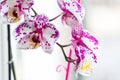 Orchid flowers bloom on window. close-up. Royalty Free Stock Photo