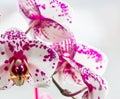 Orchid flowers bloom on window. close-up. Royalty Free Stock Photo