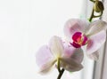 Orchid flowers bloom on window. close-up. Royalty Free Stock Photo