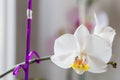 Orchid flowers bloom on window. close-up. Royalty Free Stock Photo