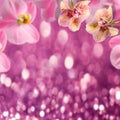 Orchid flowers blooming background with pink bokeh Royalty Free Stock Photo