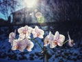 Orchid and sunshine. Royalty Free Stock Photo