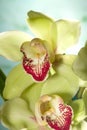 Orchid flowers on blue (Cymbidium sp) Royalty Free Stock Photo