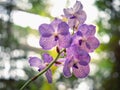 Orchid flowers Blue Vanda. Floral background of blooming orchids. Royalty Free Stock Photo