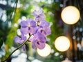 Festive floral background. Orchid flowers Blue Vanda. Floral background of blooming orchids Royalty Free Stock Photo