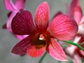 Orchid Flowers With Blur Background